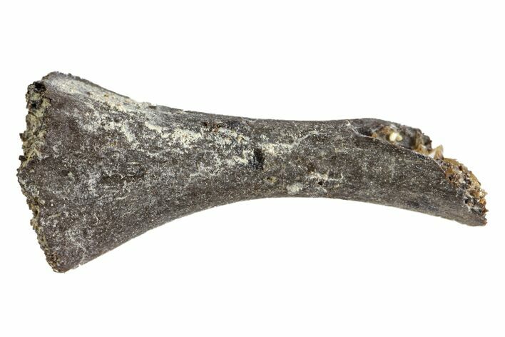 Permian Reptile Limb Bone - Oklahoma #143016